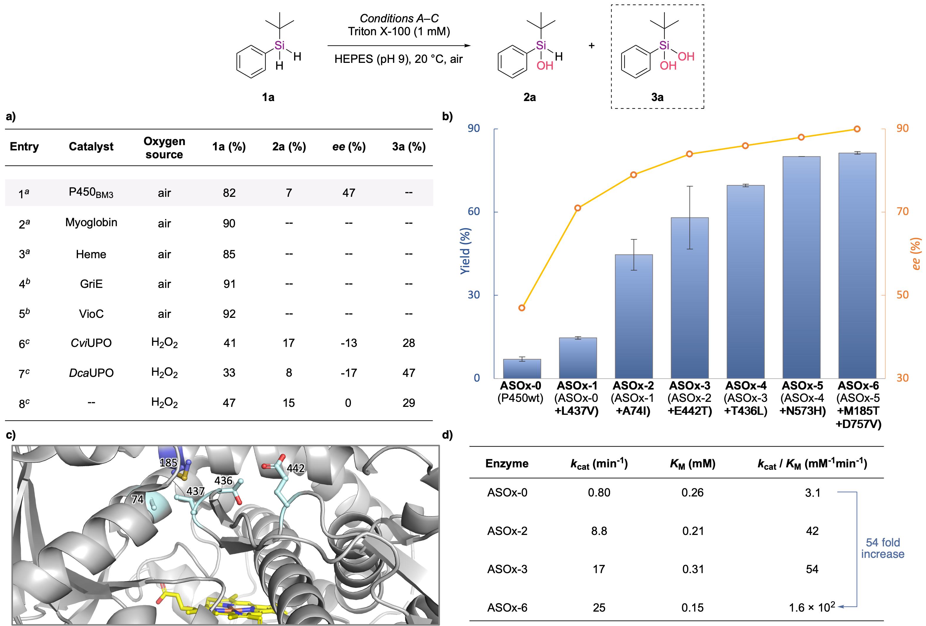20250407-Angew. Chem. -刘臻-2. 关键酶的筛选与蛋白质定向进化.jpg
