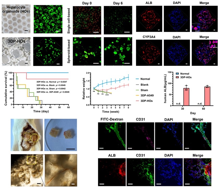 20250307-乐动平台机械系孙伟、庞媛课题组与北京大学昌平实验室邓宏魁团队合作研发3D打印肝类器官用于肝衰竭治疗研究-机械系-图2：基于细胞团簇打印策略构建的肝组织模型（3DP-HOs）显示出良好的生物活性和肝功能表达，肝衰竭小鼠移植治疗效果显著，在长期体内移植中与宿主形成血管连接.jpg