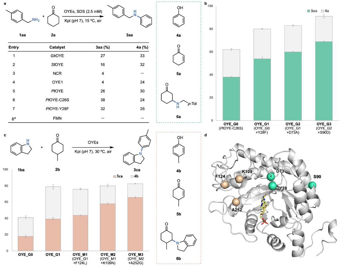 20250409-Angew. Chem. -刘臻-2. 针对二级与三级苯胺分别开展的蛋白质工程化改造.jpg
