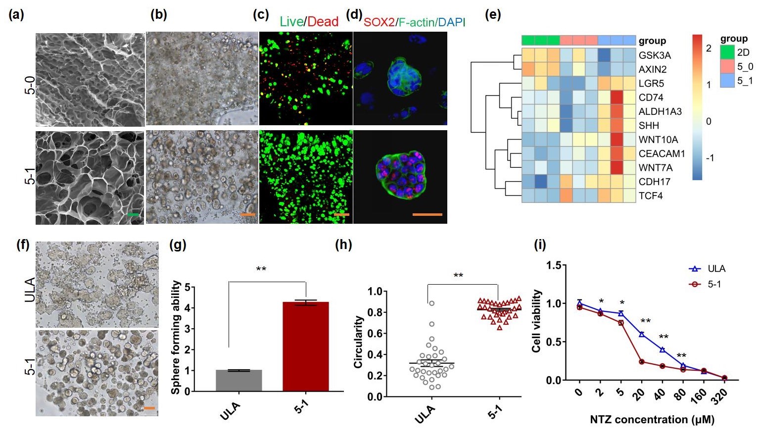 20220322-乐动平台熊卓、张婷团队研发一种用于肿瘤药物筛选的结直肠癌干细胞高效诱导新模型-机械系-三维打印的杂化水凝胶具有诱导富集CSCs的特性，其诱导的CSCs球可作为靶向CSCs药物筛选模型。 （a-c）杂化水凝胶具有良好的孔隙率和生物相容性；（d-e）杂化水凝胶来源细胞微球的干性增强；（f-i）杂化水凝胶诱导富集的干细胞球更多、更均一且对靶向CSCs药物更加敏感。.jpg