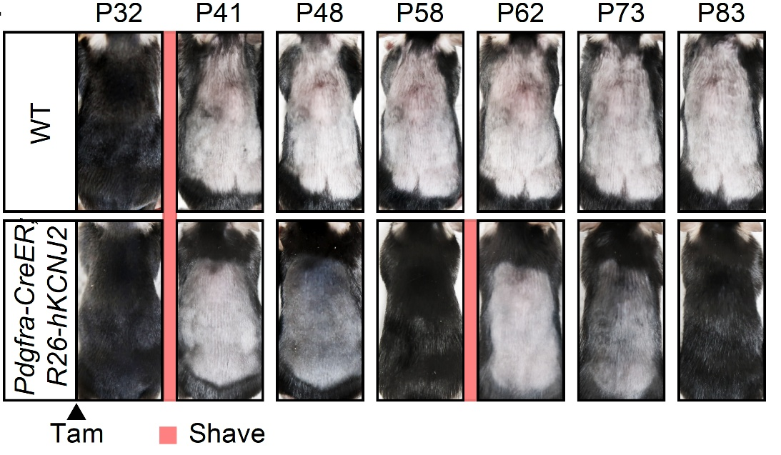 20250816-Cell-陈婷-2.野生型小鼠(WT)与成纤维细胞特异性过表达KCNJ2小鼠(Pdgfra-CreER;R26-hKCNJ2)的毛发再生情况对比。.png